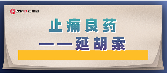 止痛良药-延胡索